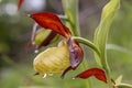 Lady`s-slipperÃÂ orchid Cypripedium calceolus